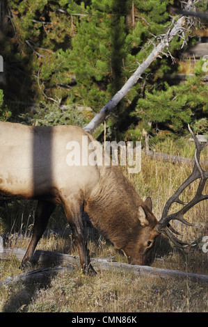 USA, Wyoming, Bull Elk Crossing Madison River, Yellowstone-Nationalpark Stockfoto