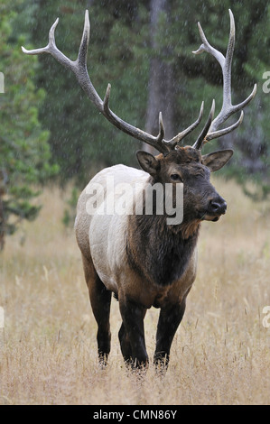 USA, Wyoming, Bull Elk Crossing Madison River, Yellowstone-Nationalpark Stockfoto