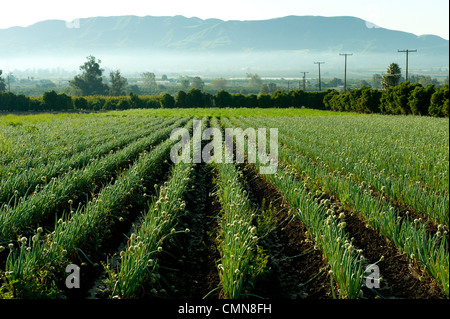 Zwiebeln wachsen in Feld Stockfoto