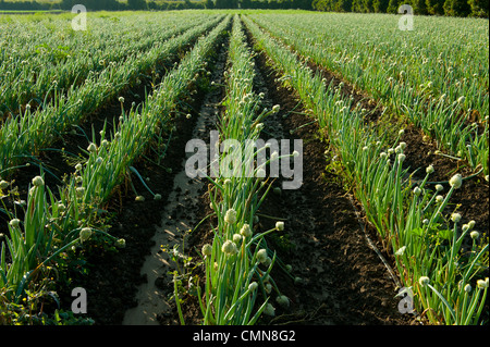 Zwiebeln wachsen in Feld Stockfoto