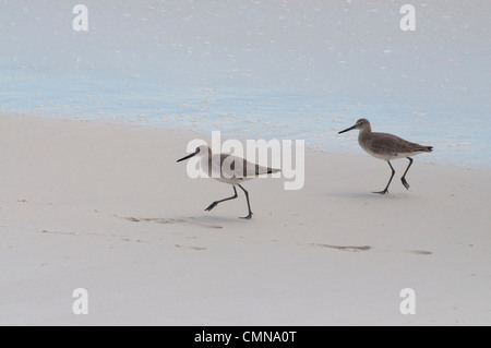 Ein paar Willets auf Okaloosa Beach, Florida. Stockfoto