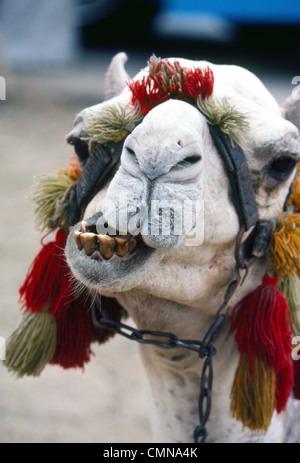 Ein Wiederkäuen kauen touristischen Kamel zeigt seine schmutzige Zähne während des Wartens auf Fahrer in der Nähe der berühmten Pyramiden von Gizeh außerhalb von Kairo, Ägypten, in Nordafrika. Stockfoto