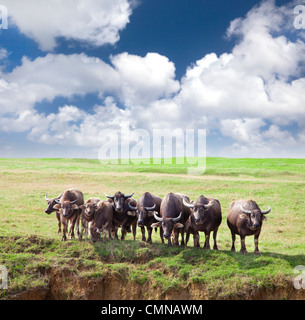 Gruppe von Kühen auf der grünen Wiese mit wolkig Stockfoto