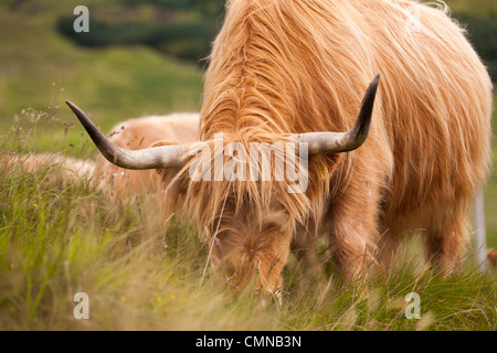 Highland Cattle oder Kyloe sind eine schottische Rasse der Rinder mit langen Hörnern gesehen hier auf der Isle Of Skye Stockfoto