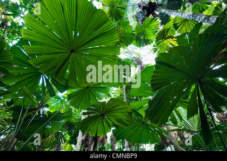 Licuala Palm Regenwald im Daintree, Cape Tribulation, Daintree Nationalpark, Queensland, Australien Stockfoto