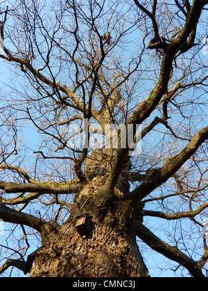 Kleine Vögel Haus aus Holz und erhängt auf einen Stamm von Winter schöner Tag Stockfoto