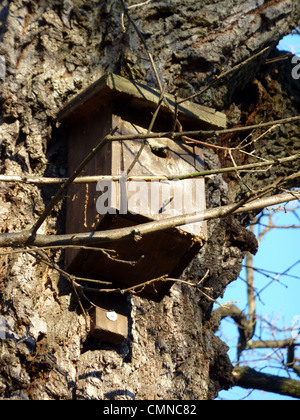 Kleine Vögel Haus aus Holz und erhängt auf einen Stamm von Winter schöner Tag Stockfoto