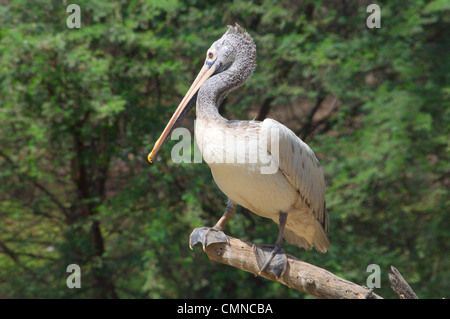 Spot-Billed grauen Pelikan von Indien Stockfoto