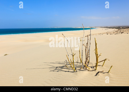 Praia de Chaves, Rabil, Boa Vista, Kapverdische Inseln, Afrika. Spärliche Vegetation und Sanddünen am schönen Sandstrand Stockfoto