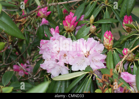 Rosa Rhododendron-Busch. Stockfoto