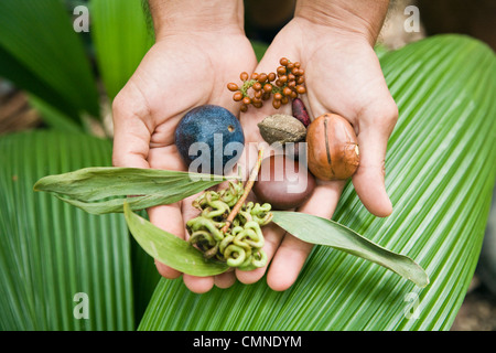 Samen und Früchte gesammelt aus dem Regenwald.  Daintree, Queensland, Australien Stockfoto