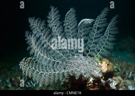 Warenkorb Star Filter Fütterung Nacht mit Sonnenstrahlen voll ausgefahren. Nationalpark Komodo, Indonesien. Stockfoto