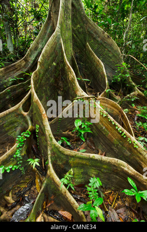 Wurzeln der Shorea SP im Tieflandregenwald Dipterocarp zu stützen. Danum Valley, Sabah, Borneo. Stockfoto