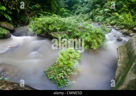 Klumpen von einem Fließgewässer Farn wächst in und an einem Nebenfluss des Flusses Maliau. in der Nähe von Ginseng Camp, Maliau Basin, Borneo Stockfoto