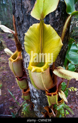 Große Antenne Krug Kannenpflanze. Montane moosigen Heide Wald (Kerangas), Maliau Basin, Sabah "Lost World", Borneo Stockfoto
