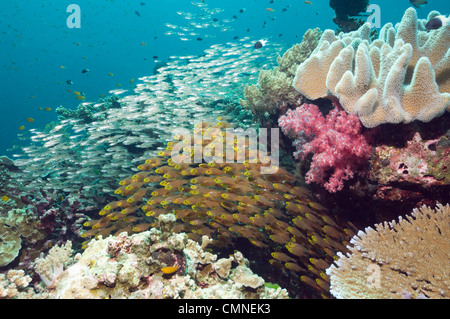 Pygmäen Kehrmaschinen im Vordergrund mit unbekannten Kehrmaschinen im Hintergrund. Andamanensee, Thailand. Stockfoto