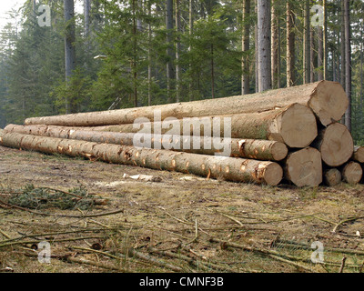 lange meldet sich nach Bäume umgefallen / Langholz Nach Baumfällung Stockfoto