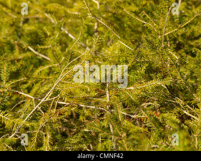 Zweige von einer Fichte / Picea Abies / Äste Einer Gemeinen Fichte Stockfoto