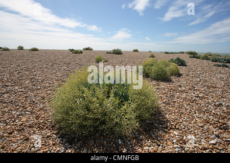 Romney Marsh Dungeness Blick über Kiesstrand mit Blick aufs Meer Kale im Vordergrund. Stockfoto