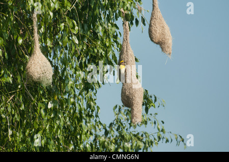 Baya Weber (Ploceus Philippinus) und Nest in Yala Nationalpark in Sri Lanka Stockfoto