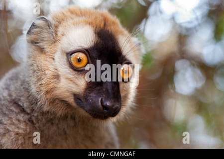 Roten fronted braune Lemuren (Lemur Fulvus Rufus), Kirindy Wald, West-Madagaskar Stockfoto