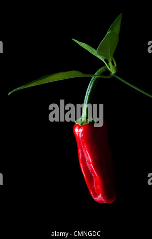 Chili (Capsicum Annuum), Anlage zu entwickeln. Stockfoto