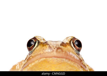 Grasfrosch (Rana Temporaria), fotografiert auf einem weißen Hintergrund, Derbyshire, UK. März. Stockfoto