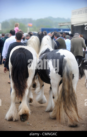 Ein paar der gescheckten Pferde bei der Stow-on-the-Wold Horse fair kann 2009 UK Stockfoto