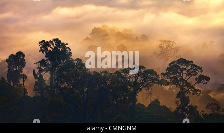 Regenwald im Morgengrauen, Danum Valley, Sabah, Borneo, Malaysia. Stockfoto