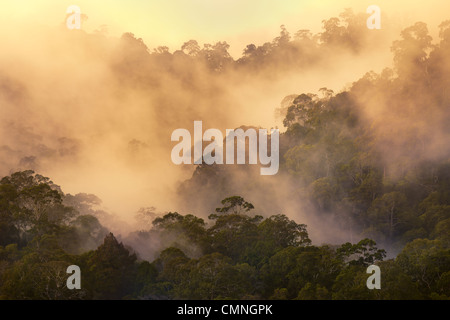 Regenwald im Morgengrauen, Maliau Basin, Sabah, Borneo, Malaysia. Mai. Stockfoto
