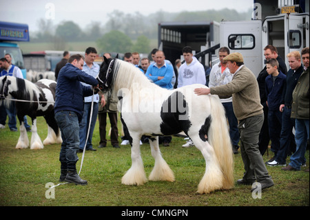 Ein paar der gescheckten Pferde bei der Stow-on-the-Wold Horse fair kann 2009 UK Stockfoto