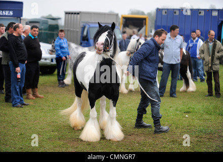 Ein paar der gescheckten Pferde bei der Stow-on-the-Wold Horse fair kann 2009 UK Stockfoto