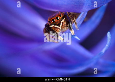 Springen Spinne (Euophrys Frontalis) männlich unter Blütenblätter, Peak District National Park, Derbyshire, UK. Juni. Stockfoto