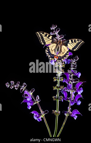 Gemeinsamen Schwalbenschwanz Schmetterling Fütterung auf Wiese Clary Blumen, Hintergrundbeleuchtung. Nordtirol, Tirol, Österreichische Alpen, 1700 Höhenmeter Stockfoto