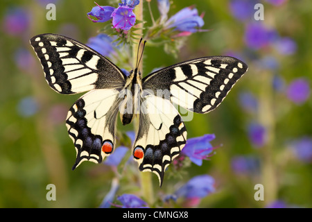 Gemeinsamen Schwalbenschwanz Schmetterling Fütterung auf Viper's Bugloss / Blueweed in Alp. Nordtirol, Tirol, Österreichische Alpen Stockfoto
