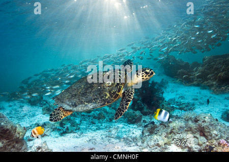 Echte Karettschildkröte schwimmen über Korallenriff mit einer Schule Scad und zwei Butterflyfish, Misool, Indonesien. Stockfoto