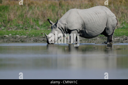 Rhino, Panzernashorn (Rhinoceros Unicornis), Stockfoto