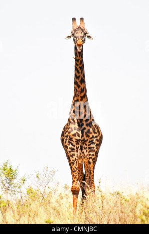 Masai-Giraffe, Giraffe Giraffa, Masai Mara National Reserve, Kenia, Afrika Stockfoto