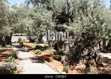 Kiesweg führt nach unten zwischen den Olivenbäumen im Garten Getsemani am Ölberg in Jerusalem, Israel. Stockfoto