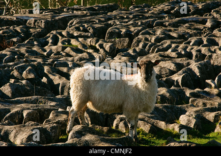 Schafe auf Kalkstein Pflaster über Malham Cove, North Yorkshire Stockfoto