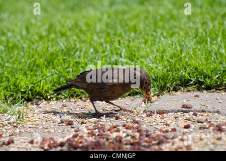 Weibliche Amsel Fütterung auf Rosinen im Garten Stockfoto
