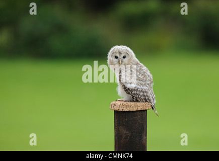 Ein Gefangener juvenile Habichtskauz in Ausbildung Stockfoto