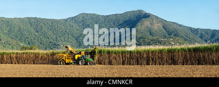 Mechanische Ernte von Zuckerrohr in der Nähe von Cairns, Queensland, Australien Stockfoto