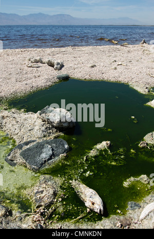 Salton Sea, Kalifornien. Stockfoto