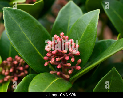 Skimmia Japonica Olympische Flamme Blüten in der Knospe Stockfoto