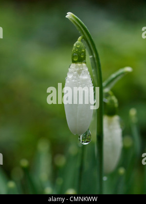 Galanthus Nivalis im Regen Stockfoto