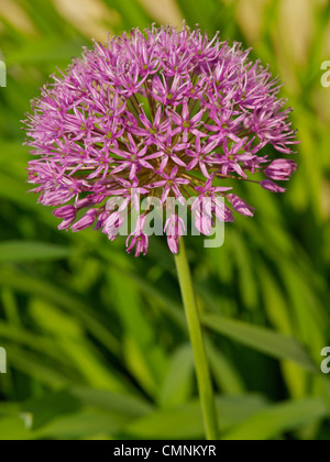 Eine einzelne Blüte der Allium Purple Sensation Stockfoto