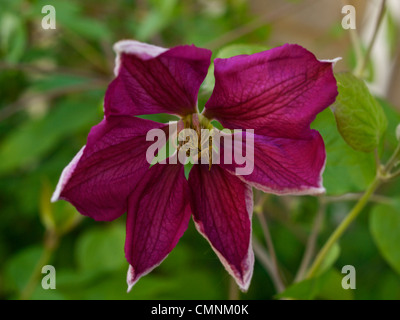 Einzelne Blume von Clematis Jackmanii Stockfoto