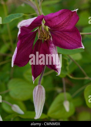 Clematis Jackmanii Blüte und Blütenknospen Stockfoto