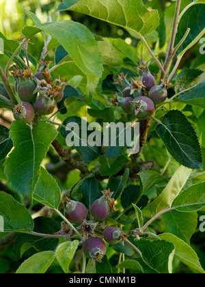 Neu gebildete Entdeckung Äpfel an einem Baum Stockfoto